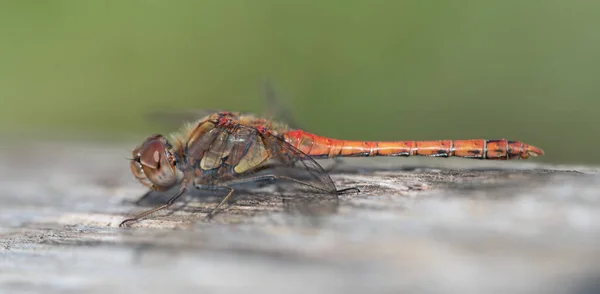 Close Wild Dragonfly Red Body Long Wings Sitting Piece Old — Stock Photo, Image