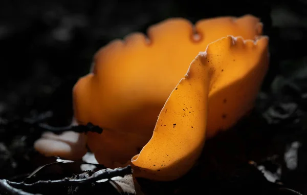Primer Plano Seta Bosque Hongo Color Naranja Tiene Forma Tazón —  Fotos de Stock