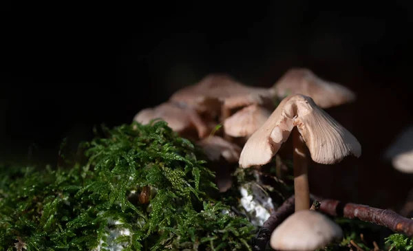 Eine Pilzgruppe Mit Lamellen Steht Wald Neben Grünem Moos Der — Stockfoto