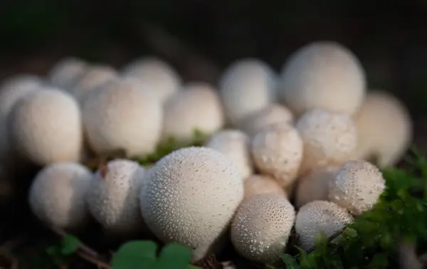 Eine Gruppe Kleiner Heller Kugelförmiger Pilze Mit Kleinen Dornen Wächst — Stockfoto