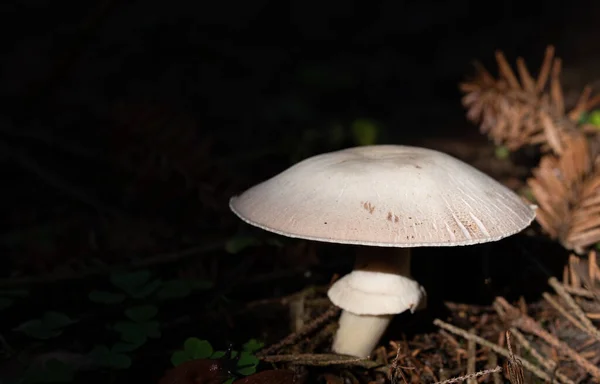 Ein Weißer Pilz Mit Großem Regenschirm Steht Wald Zwischen Ästen — Stockfoto