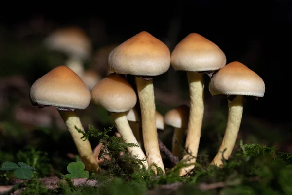 Eine Gruppe Brauner Pilze Steht Nebeneinander Auf Einem Grünen Waldboden — Stockfoto