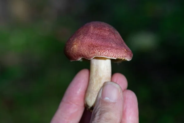 Eine Hand Hält Einen Frisch Gepflückten Pilz Vor Grünem Hintergrund — Stockfoto