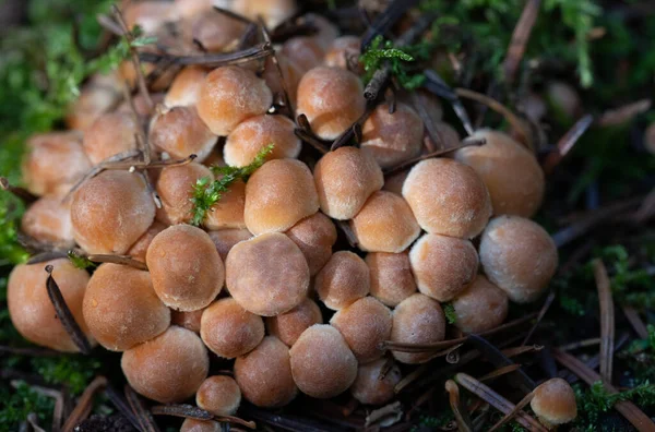 Grupp Små Svampar Växer Trångt Tillsammans Den Mossiga Marken Skogen — Stockfoto