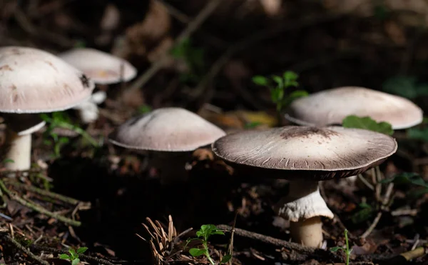 Nahaufnahme Einer Pilzgruppe Die Herbst Auf Dem Waldboden Wächst — Stockfoto