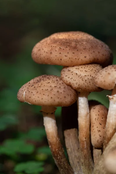 Großaufnahme Einer Gruppe Brauner Pilze Die Auf Dem Waldboden Wachsen — Stockfoto