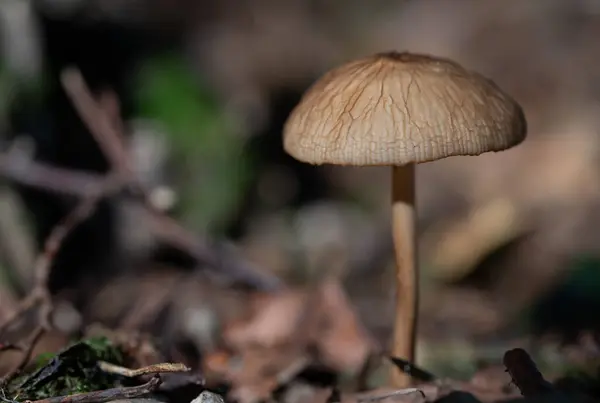 Ein Kleiner Brauner Pilz Mit Schlankem Stiel Und Großer Kappe — Stockfoto