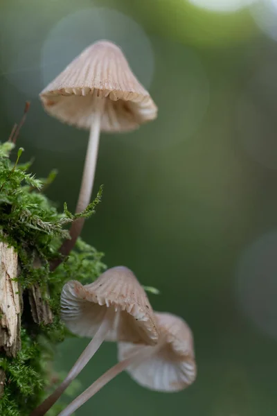 Zarte Kleine Pilze Mit Lamellen Wachsen Seitlich Auf Einem Abgestorbenen — Stockfoto