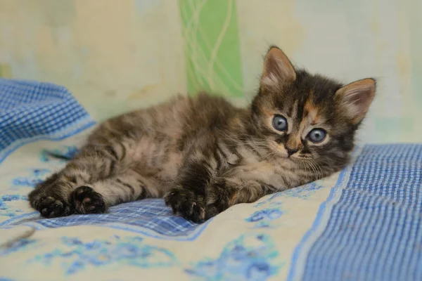 Beautiful Kitten Lies Home Bedspread — Stock Photo, Image