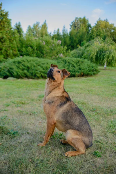 Homeless Mongrel Dog Park — Stock Photo, Image