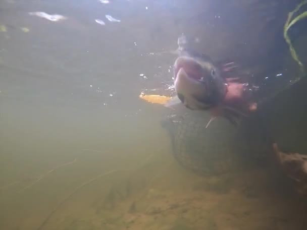 Onderwaterbeelden Van Een Sportvisser Die Ongedeerd Zalm Terugbrengt Naar Rivier — Stockvideo