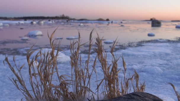 Dry Reeds Shaking Wind Motion Almost Frozen Baltic Sea Sunset — Stock Video