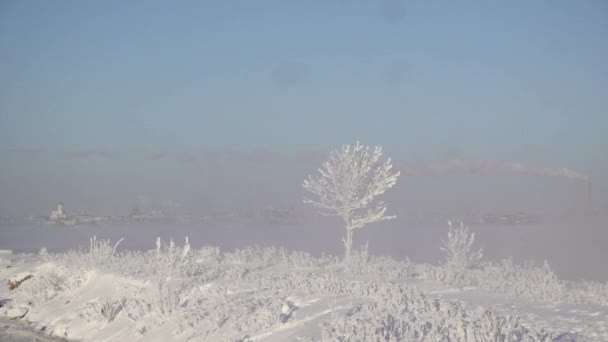 Gelo Coberto Flores Neve Tremendo Câmera Lenta Completamente Congelado Árvore — Vídeo de Stock