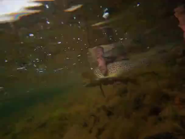 Спортивний Рибалка Відпускає Неушкоджену Здобич Назад Мілкої Води Річки Лаїно — стокове відео