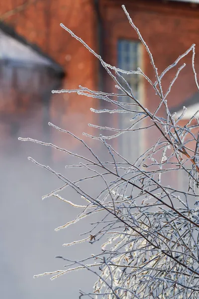 Filiais Bétula Completamente Congeladas Manhã Extremamente Fria Helsinque Finlândia — Fotografia de Stock