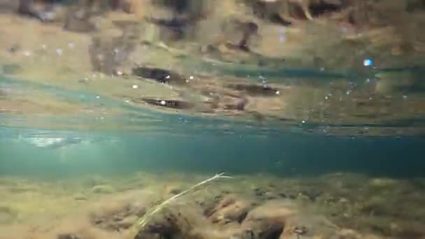 Šediví Bojují Pod Vodou Mělké Vodě Grayling Byl Chycen Zaháknutý — Stock video
