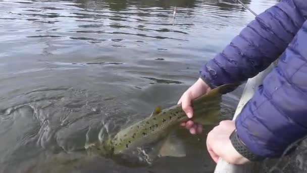 Pêcheur Sportif Relâche Saumon Indemne Dans Rivière Kymijoki Après Avoir — Video