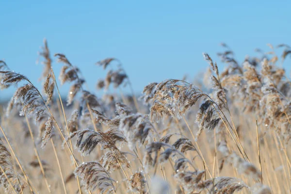 Reeds Congelados Dia Inverno Extremamente Frio Dia Claro Espoo Finlândia — Fotografia de Stock