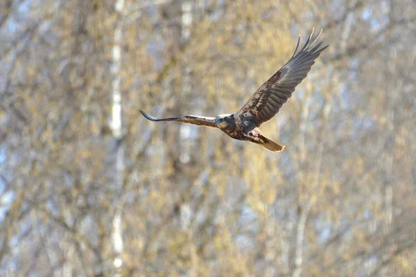 Uma Fêmea Ocidental Pântano Harrier Voando Floresta Bétula Manhã Primavera — Fotografia de Stock