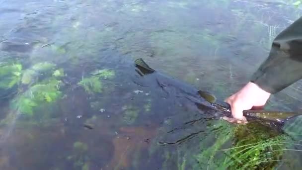 Sports Fisherman Releases Unharmed Salmon Back Lainio River Caught Summer — Stockvideo