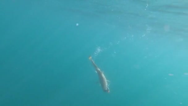 Cod Fighting Underwater Deep Sea Water Cod Caught Hooked Arctic — Vídeo de Stock