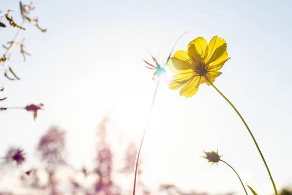 Gule Kosmos Blomster Hagen – stockfoto