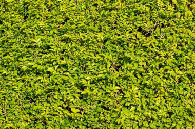 arka plan için güzel doğa yeşil yaprakları.