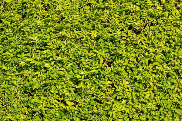 arka plan için güzel doğa yeşil yaprakları.