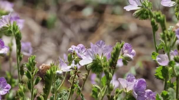 Purple Blooming Axillaterminal Determinate Helicoid Cyme Inflorescences Giant Scorpionflower Phacelia — Vídeo de Stock