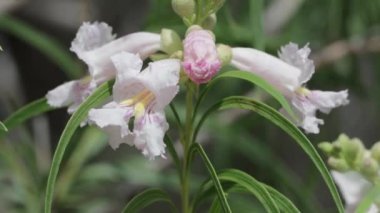 Çiçek açan beyaz ve mor uçlu yarış terminali Desert Willow, Chilopsis Linearis, Bignoniaceae, Big Morongo Canyon Preserve BLM, Little San Bernardino Dağları, South Mojave Çölü, Spring.