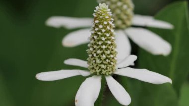 Beyaz çiçekli uçsuz bucaksız uç Yerba Mansa, Anemopsis Californica, Sauraceae, Büyük Morongo Kanyon Koruması BLM, Küçük San Bernardino Dağları, Güney Mojave Çölü, İlkbahar.