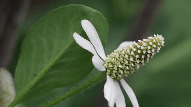 Inflorescencia Espiga Indeterminada Terminal Floración Blanca Yerba Mansa Anemopsis Californica — Vídeos de Stock
