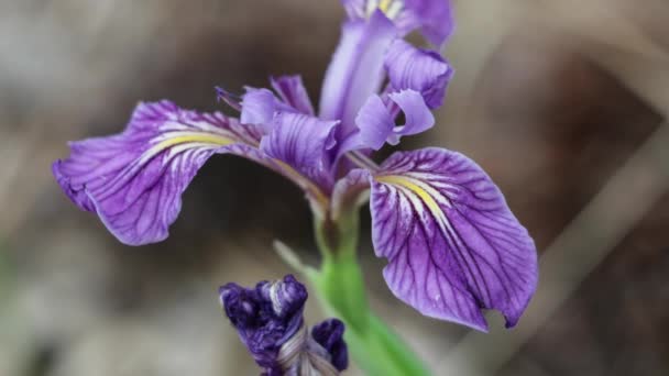 Inflorescence Pourpre Cyme Fleurs Bleu Des Montagnes Ouest Iris Missouriensis — Video