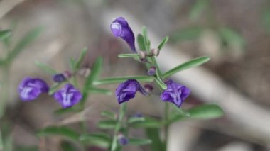 Mor çiçekli aksoner belirsiz yarış yarışları Greyleaf Bantambell, Scutellaria Siphocampyloides, Lamiaceae, Barton Flats, San Bernardino Dağları yakınlarındaki yerel monoklinik yaprak döküntüsü otları, Bahar mevsimi.