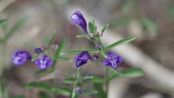Fioletowe Kwitnące Axillaterminal Nieokreślone Kwiatostany Wyścigów Liści Szarości Bantambell Scutellaria — Wideo stockowe