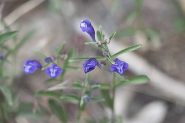 Mor çiçekli aksoner belirsiz yarış yarışları Greyleaf Bantambell, Scutellaria Siphocampyloides, Lamiaceae, Barton Flats, San Bernardino Dağları yakınlarındaki yerel monoklinik yaprak döküntüsü otları, Bahar mevsimi.