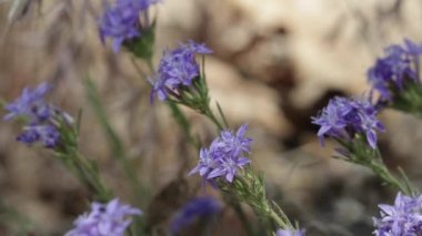 Mor çiçekli terminal dev yünlü yıldız, Eriastrum Densifolium, Polemoniaceae, Barton Düzlükleri, San Bernardino Dağları 'ndaki yerel bitkileri belirler..