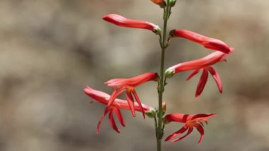 San Gabriel Nearthread, Penstemon Labrosus, Plantaginaceae, San Bernardino Dağları 'ndaki yerel otlar, Summer.
