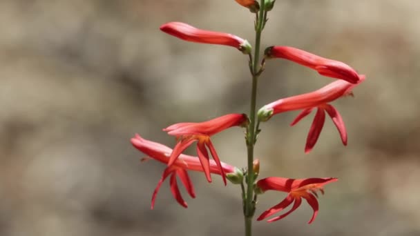 Raxema Flores Vermelhas San Gabriel Nearthread Penstemon Labrosus Plantaginaceae Erva — Vídeo de Stock