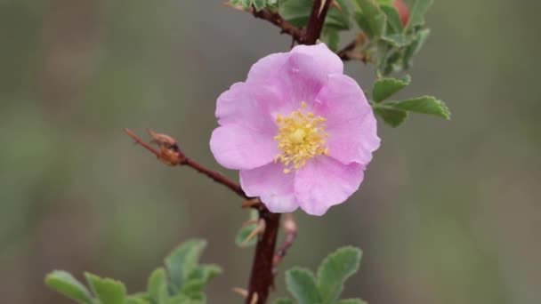 Pink Flowering Terminal Determinate Solitary Cymose Corymb Inflorescence Interior Wildrose — 图库视频影像