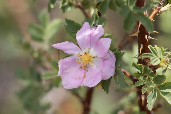Pink Flowering Terminal Determinate Solitary Cymose Corymb Inflorescence Interior Wildrose — Stockfoto