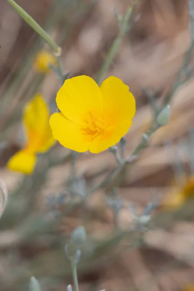 Κίτρινο Ανθοφόρο Κύμινο Της Sunlight Poppy Eschschscholzia Californica Papaveraceae Φυσικό — Φωτογραφία Αρχείου