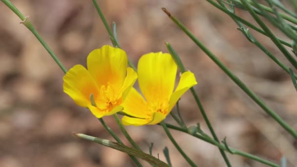 Žlutý Kvetoucí Cym Slunečního Svitu Poppy Eschscholzia Californica Papaveraceae Nativní — Stock video