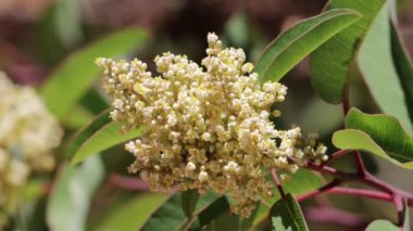 White flowering staminate racemose panicle inflorescence of Resting Sumac, Malosma Laurina, Anacardiaceae, native evergreen shrub in Red Rock Canyon Park MRCA, Santa Monica Mountains, Summer.