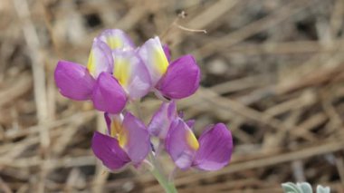 Gümüş Kurt Ruhu 'nun Mor ve sarı çiçekli ırkı, Lupinus Albifrons, Fabaceae, Suyu Dağı, San Gabriel Dağları yakınlarındaki her daim yemyeşil olan yerli bitki örtüsü, Yaz.