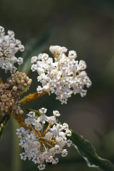Bíle Kvetoucí Cymosa Umbel Květenství Asclepias Fascicularis Apocynaceae Nativní Trvalky — Stock fotografie