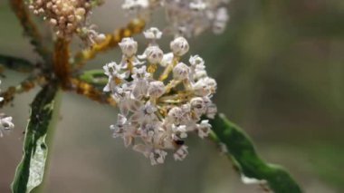 Asclepias Fascicularis, Apocynaceae 'nin beyaz çiçekli umbel infloresansı, San Gabriel Dağları' nda daimi tek yıllık yerel yaprak döken bitki, Summer.