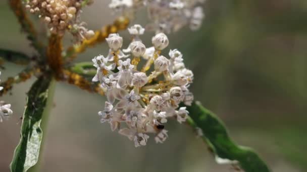 Weiß Blühende Zimbeldoldenblüte Von Asclepias Fascicularis Apocynaceae Einer Einjährigen Einjährigen — Stockvideo