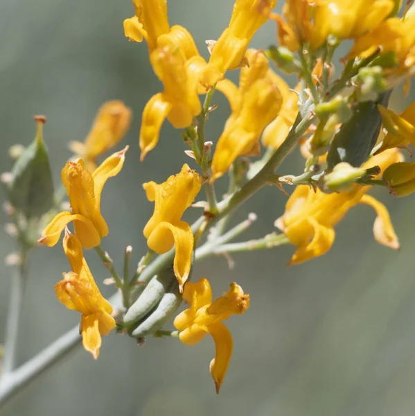 Yellow Flowering Racemose Panicle Inflorescence Ehrendorferia Chrysantha Papaveraceae Native Perennial — Stock Photo, Image