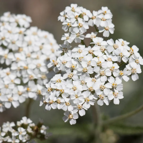 Bílý Kvetoucí Terminál Neurčitý Racemose Vyzařovat Hlava Květenství Achillea Millefolium — Stock fotografie